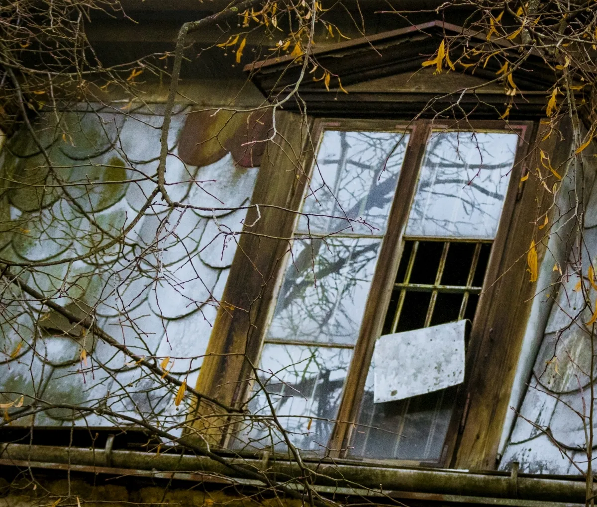 Tilted old window framed by tangled bare branches